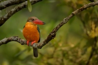 Lednacek gurial - Pelargopsis capensis - Stork-billed Kingfisher 9199
